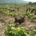 Bachey legros - The vineyards near our luxury vacation rental for six or 10 in Puligny Montrachet, near Beaune, Burgundy
